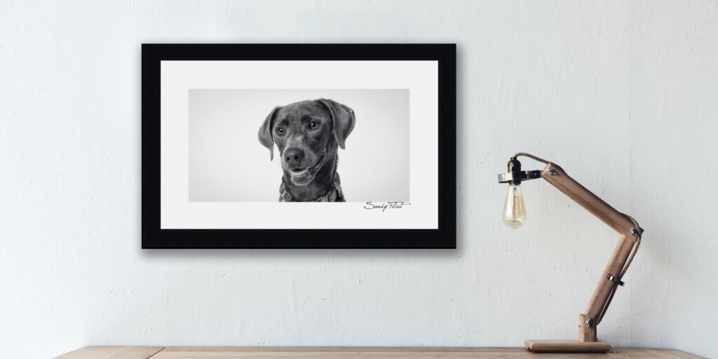 portrait of a dog made near Round Top, Texas by Sandy Flint