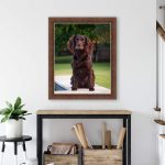 Pet portrait of a dog in a home near Brenham, Tx