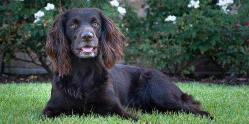 Brenham pet portrait of a dog.