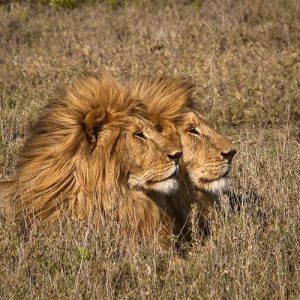 Photograph of two male lions watching over their territory, taken in Serengeti National Park by Sandy Flint.  
