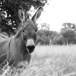 Portrait of a donkey in a field by Sandy Flint of Flint Photography in Round Top, Tx