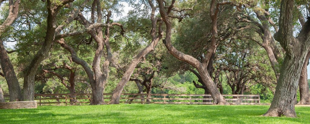 Family portrait location underneath a grove a Live Oak trees near Round Top, Texas