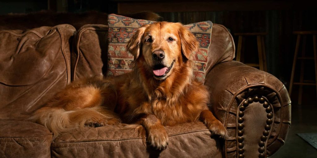 Pet portrait of a Golden Retriever relaxing on her favorite leather sofa in Round Top, Tx