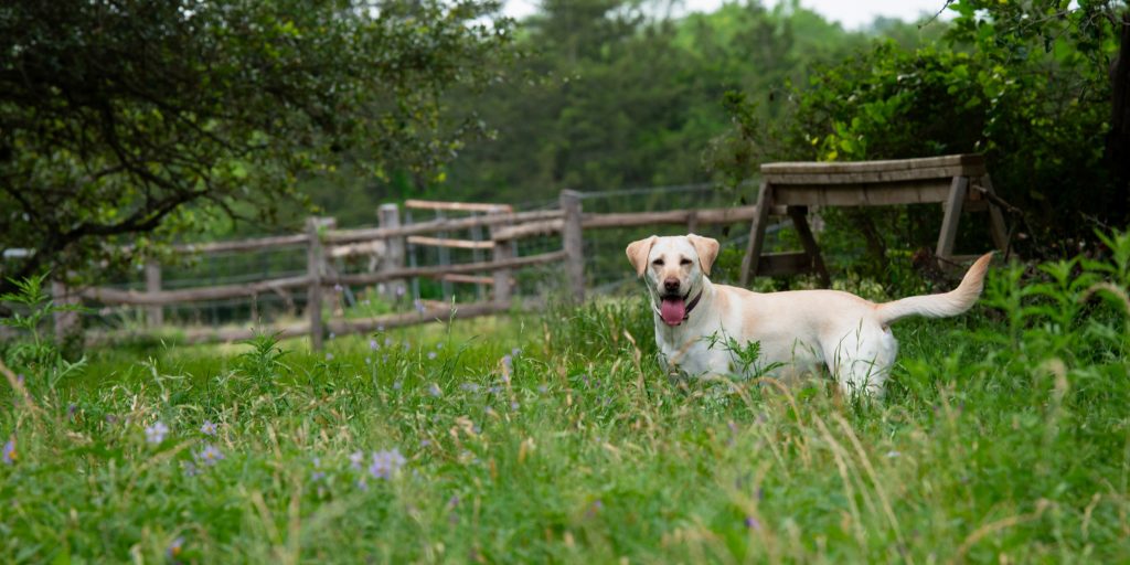 Yellow Lab pet portrait in a field with an old wooden fence created in Round Top, Texas by Sandy Flint | Flint Photography.